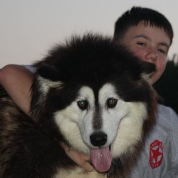 matthewstellfox